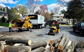 Tree and Shrub Care in Edgewood, WA
