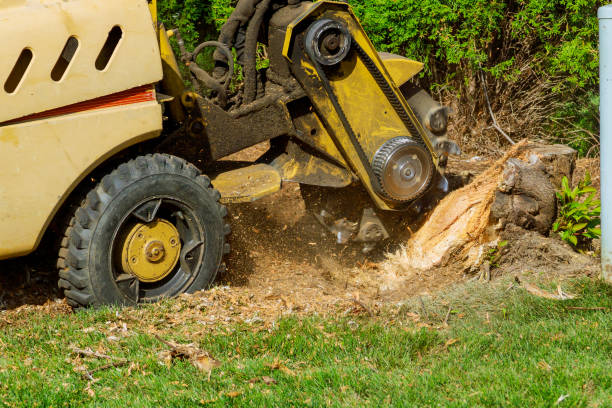 Reliable Edgewood, WA Tree Services Solutions