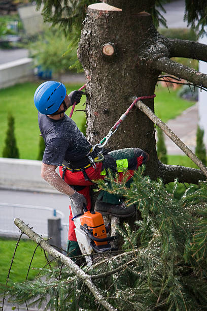 Best Root Management and Removal  in Edgewood, WA